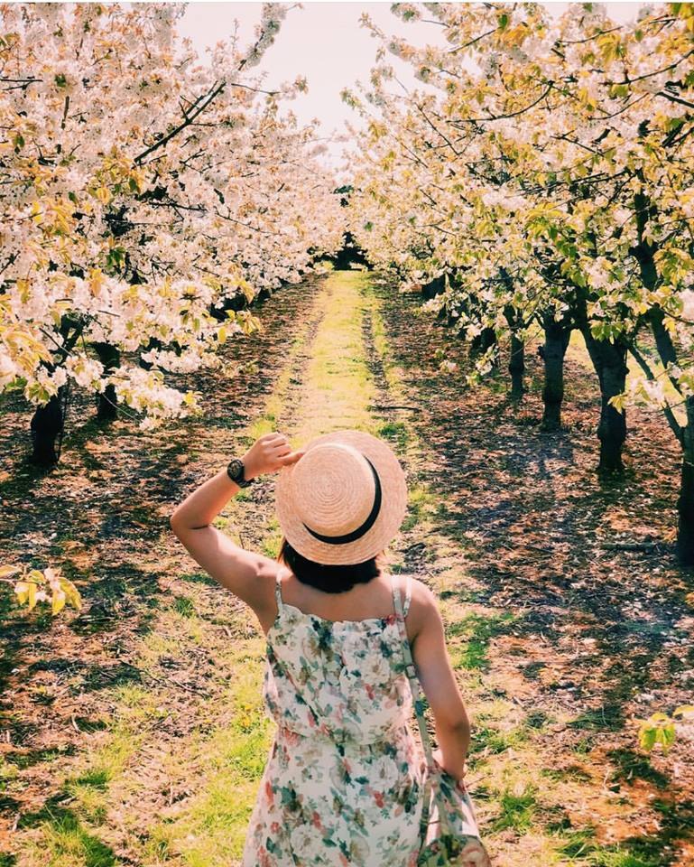 A guest walking through blossoming orchards at Brogdale Collections