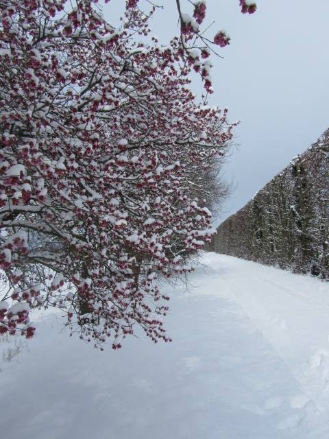 The orchard in winter at Brogdale Collections