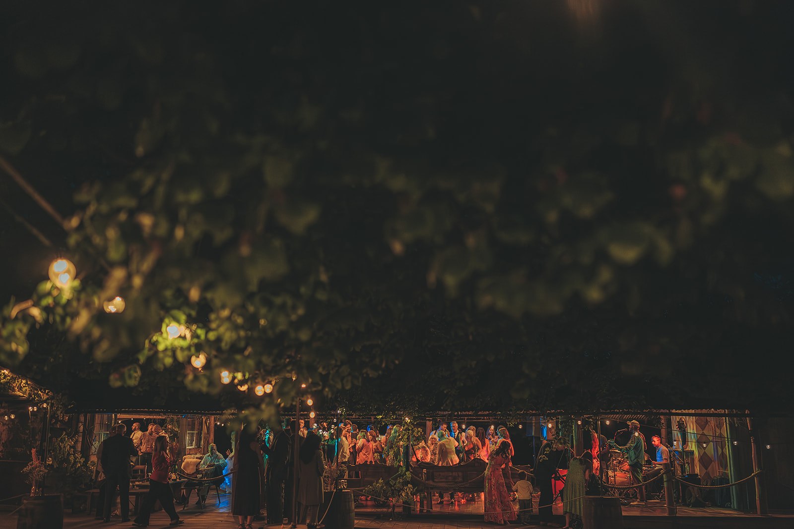 Lights illuminating the woodland at night at The Dreys