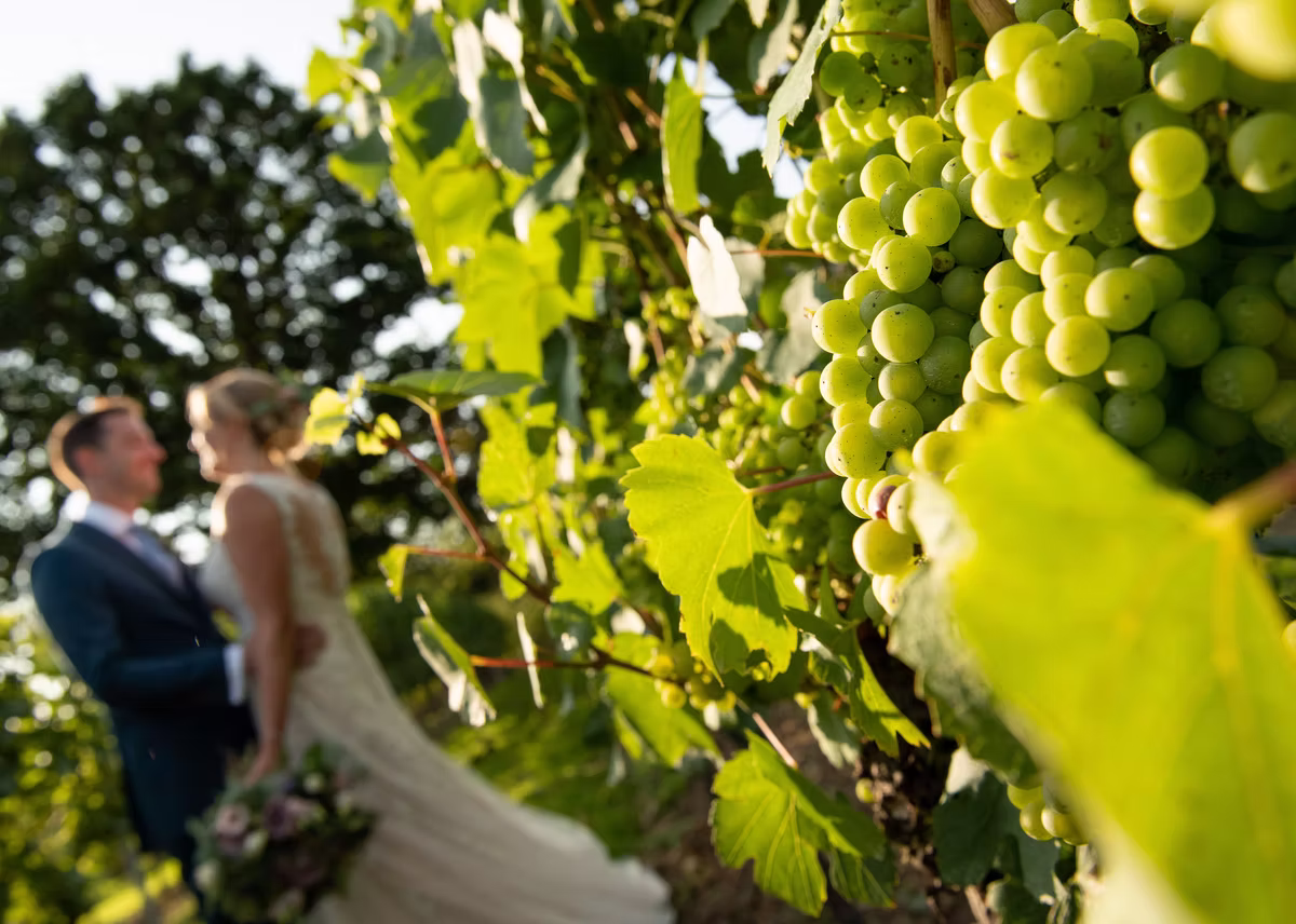 Vineyard